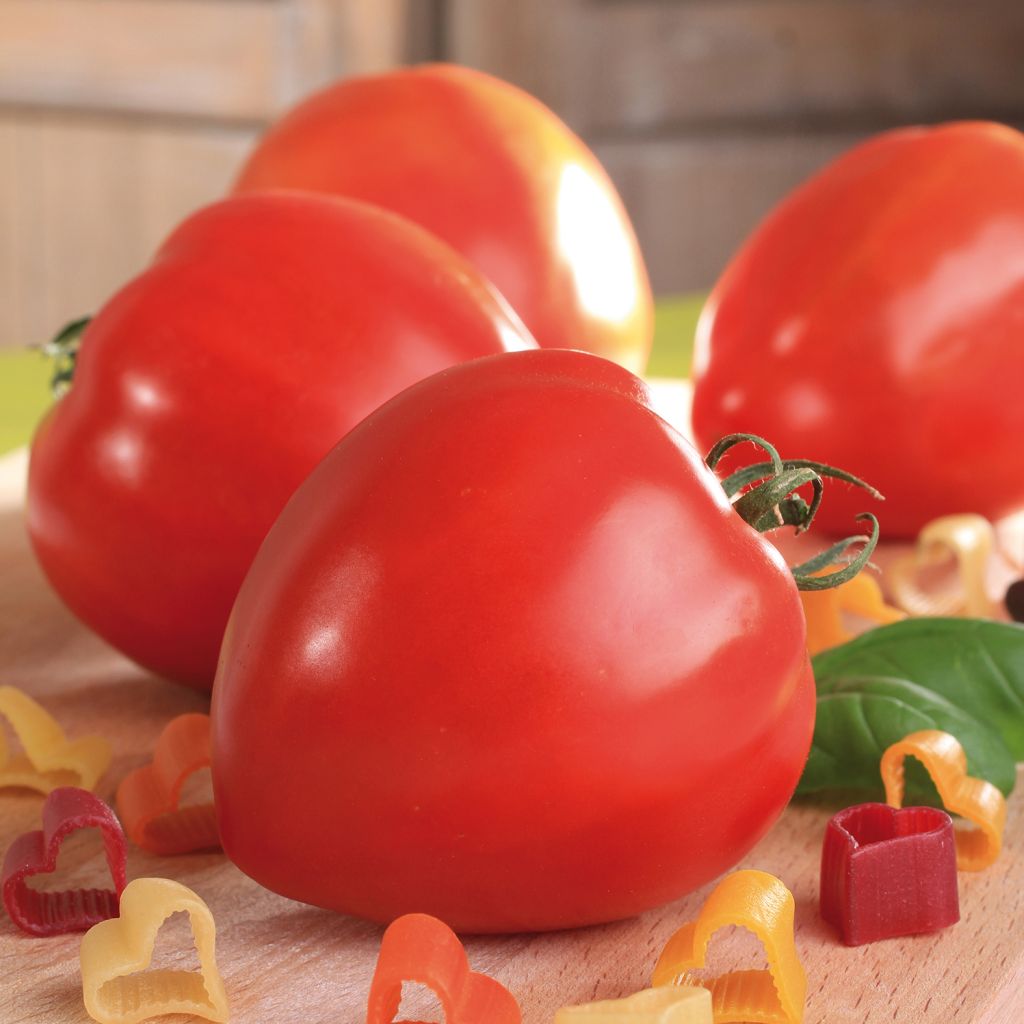 Tomate Fleurette F1 en plants GREFFES - vrai type cœur de bœuf hybride