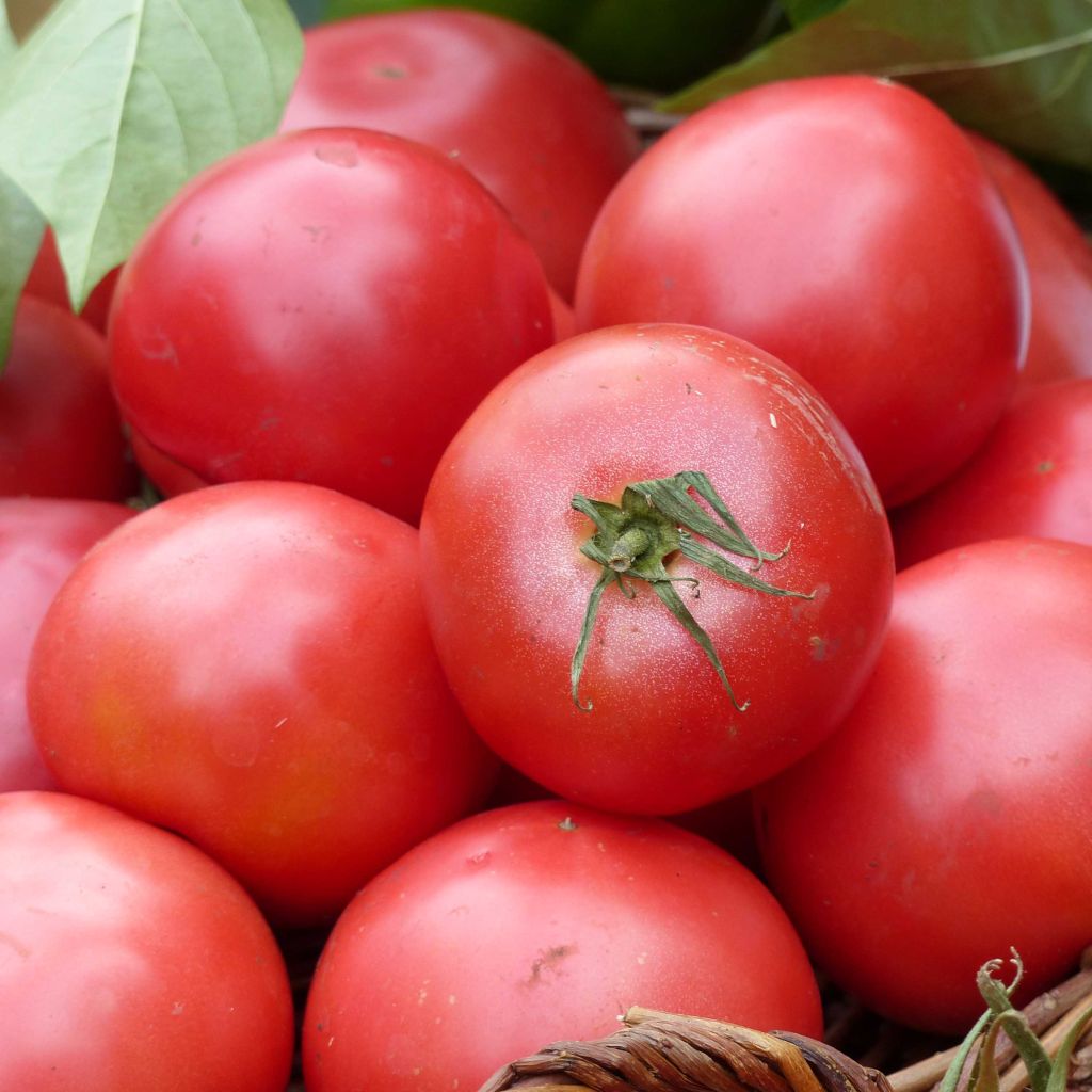 Tomate Fuji Pink F1 en plants