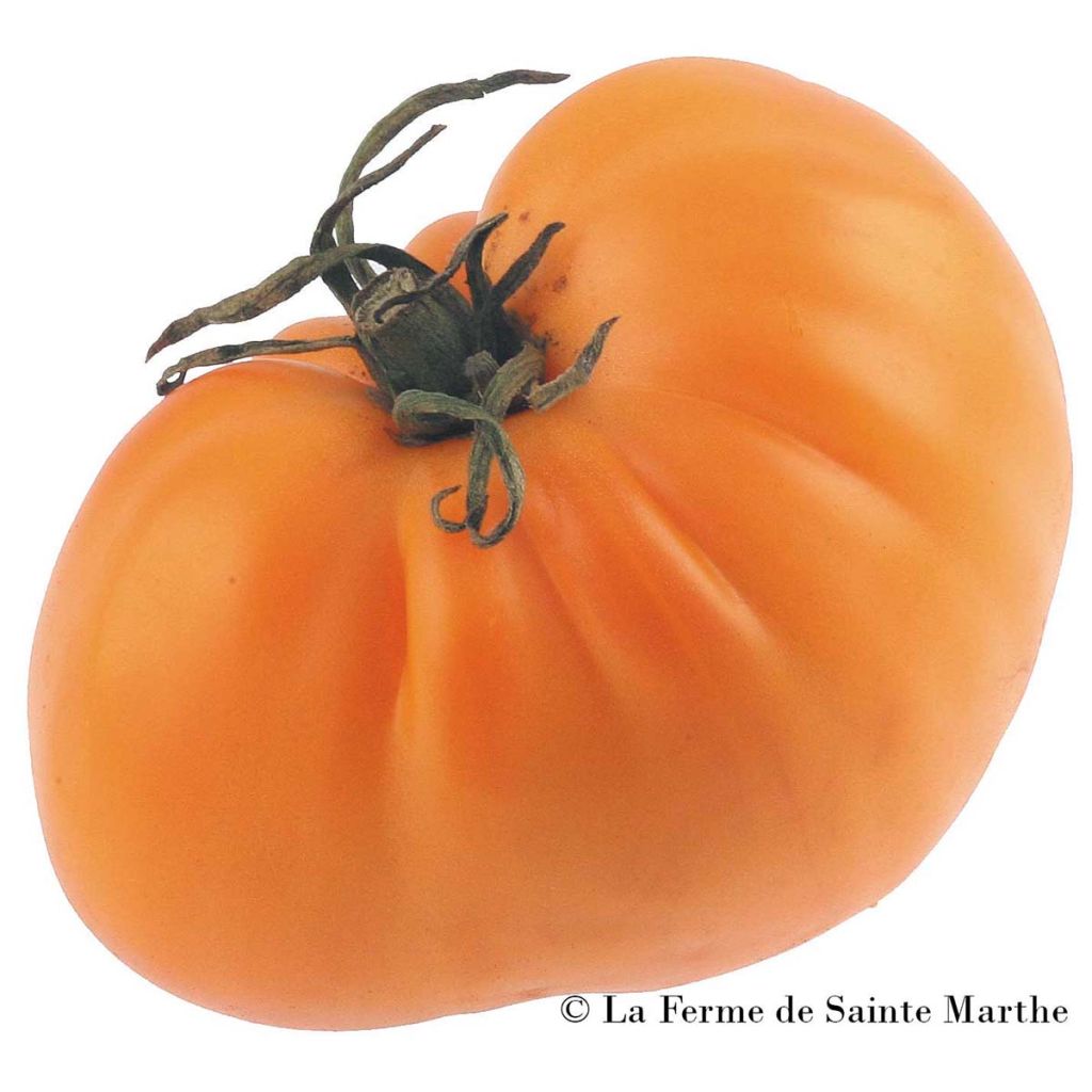 Tomate Golden Jubilee Bio - Ferme de Sainte Marthe