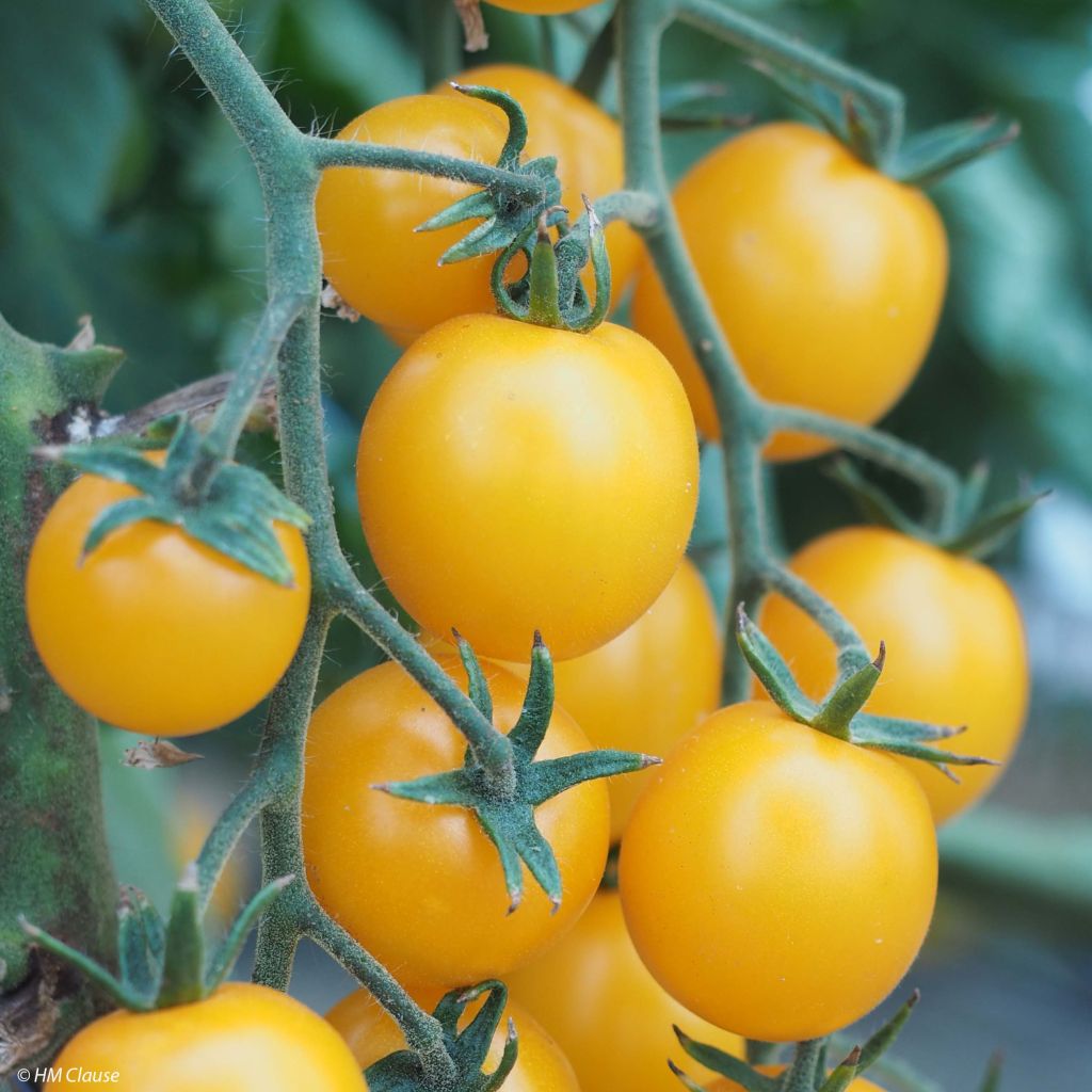 Tomate Goldwin F1 en plants - Tomate-cerise