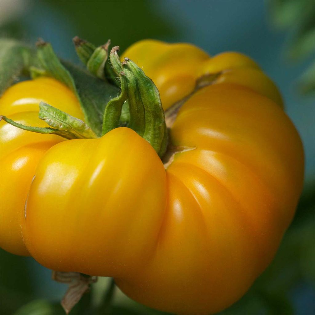 Tomate Jaune Saint Vincent Bio - Ferme de Sainte Marthe