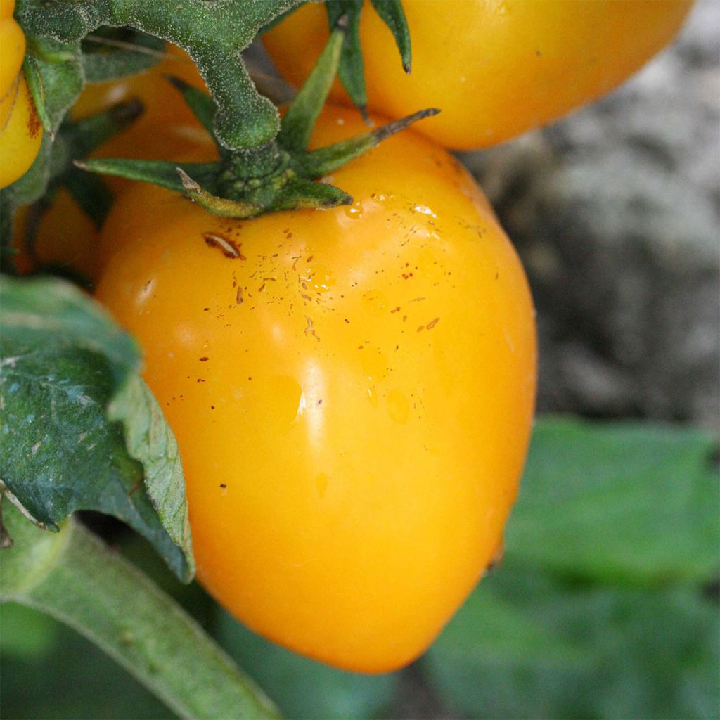 Tomate Jaune à farcir Yellow Stuffer Bio - Ferme de Sainte Marthe