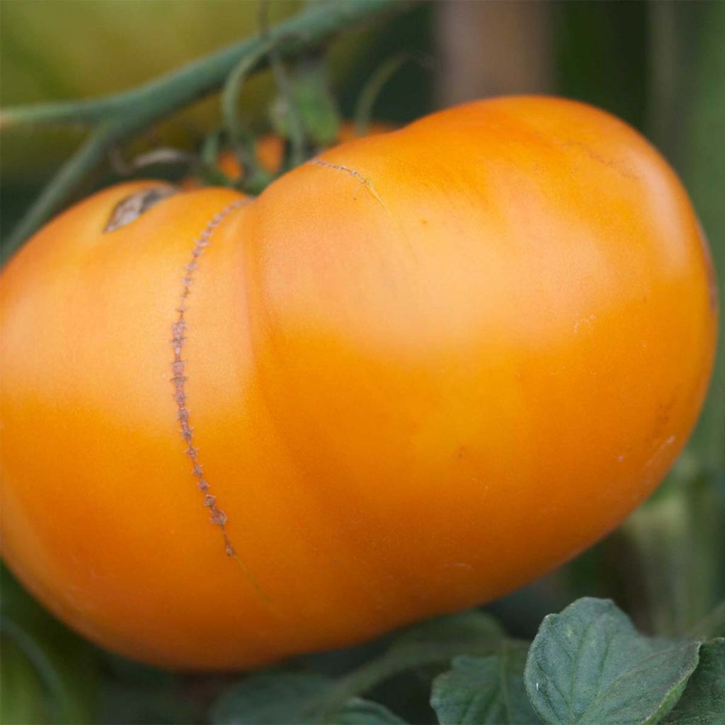 Tomate Kellogg's Breakfast Bio - Ferme de Sainte Marthe