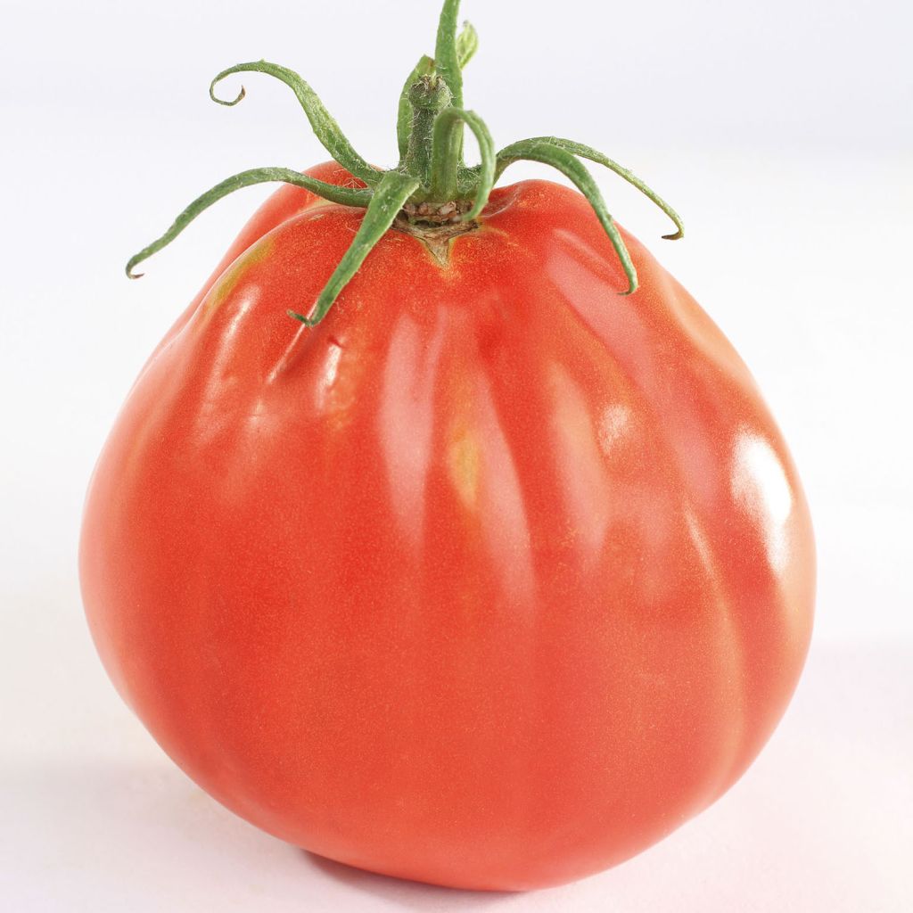 Tomate Liguria en plants - Tomate à chair