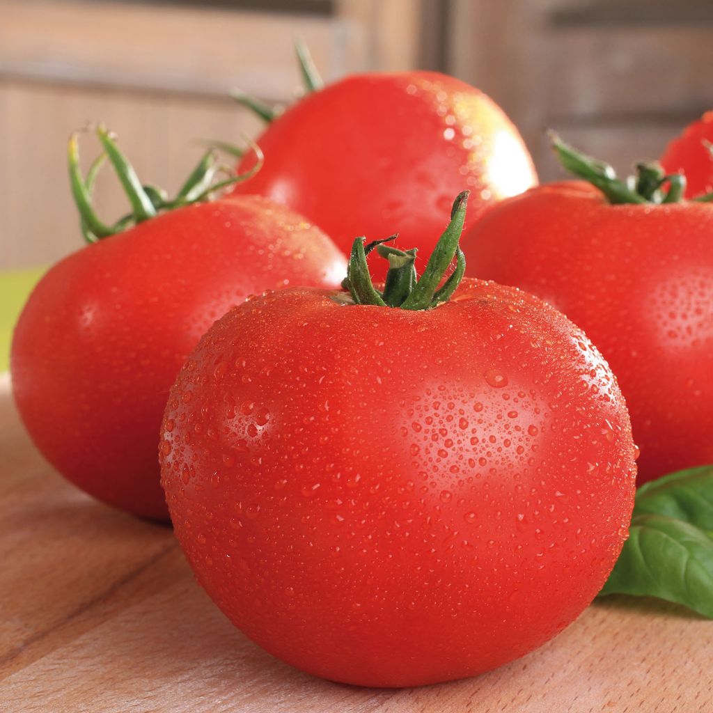 Tomate Maestria F1 en plants