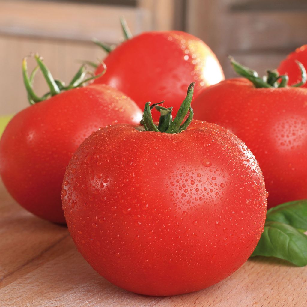 Tomate Maestria F1 en plants BIO - Tomate ronde