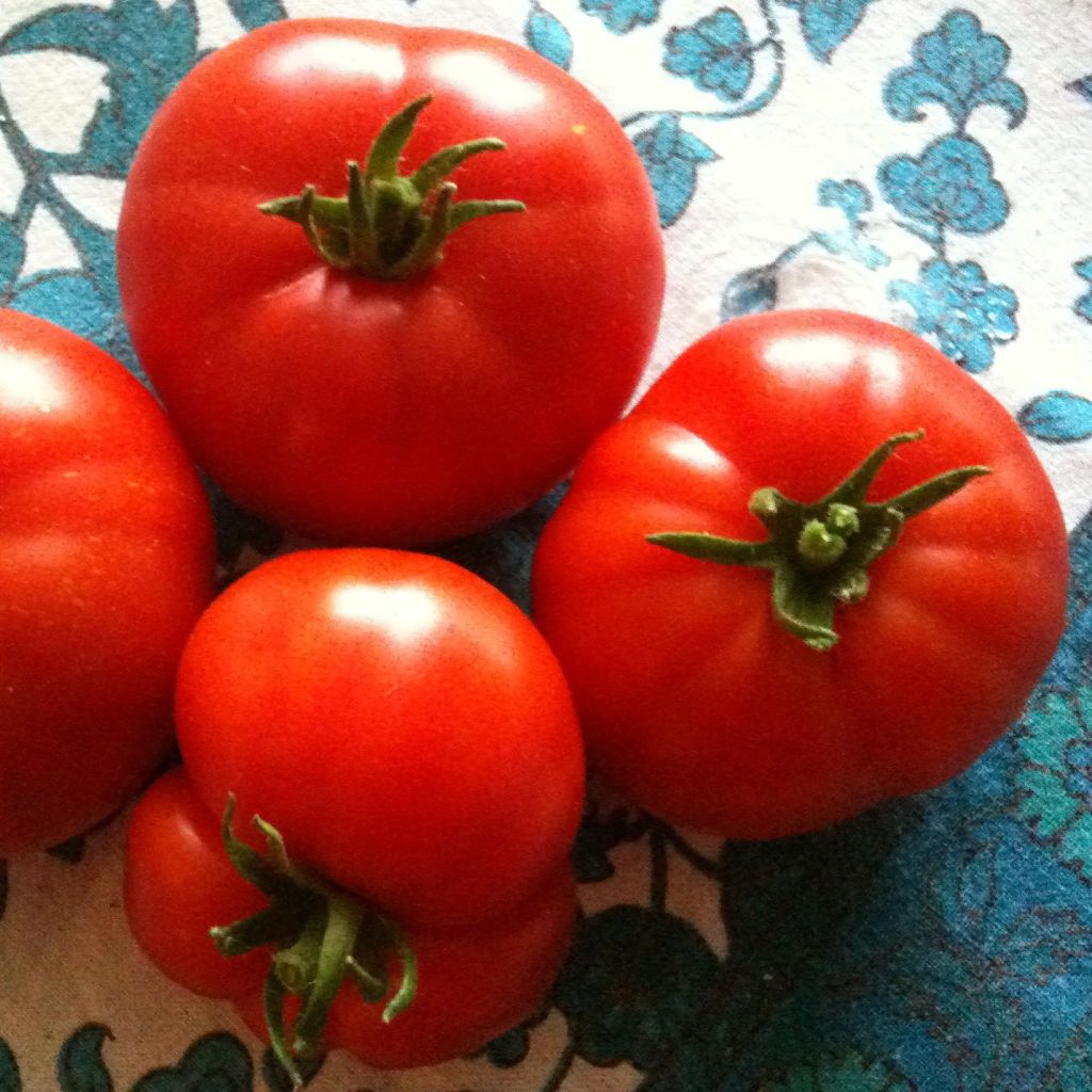 Tomate Marmande en plants