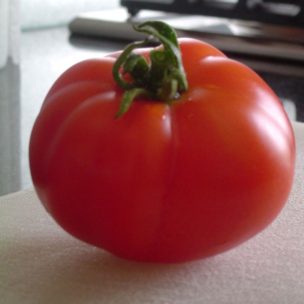 Tomate Marmande Bio - Solanum lycopersicum
