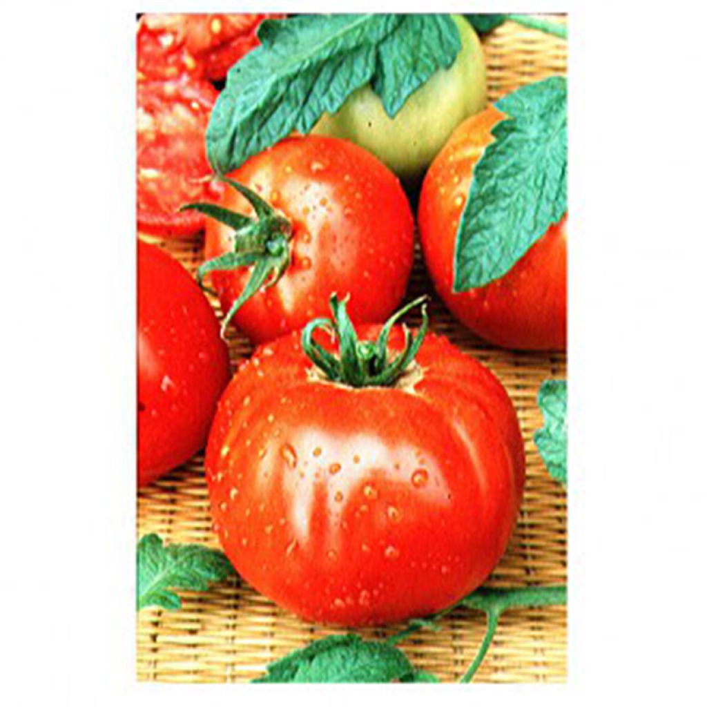 Tomate Merveille des Marchés