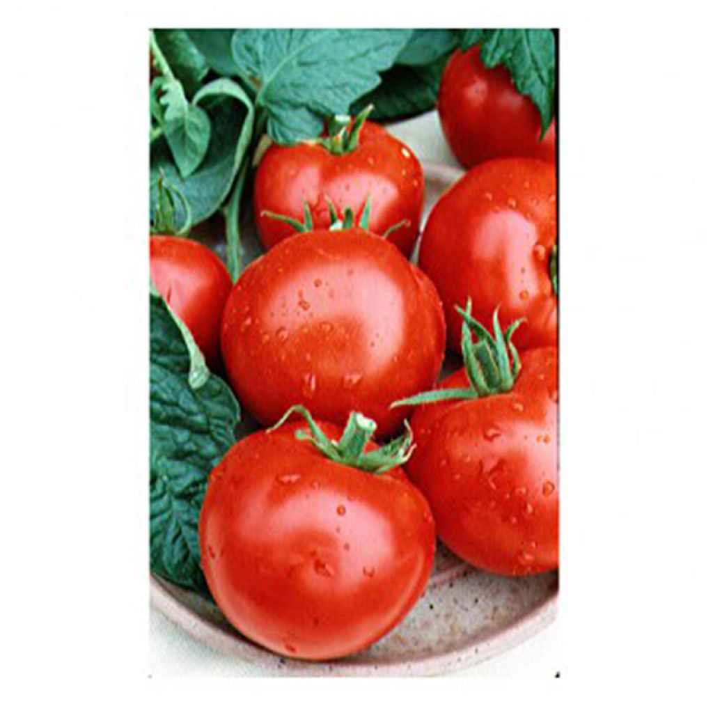 Sachet graines Tomate Allongée Lancelot HF1