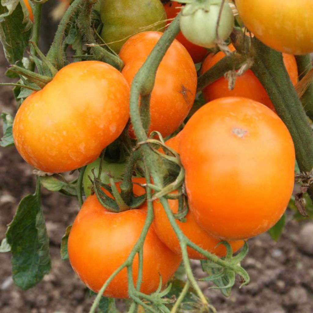 Tomate Orange Queen Bio - Ferme de Sainte Marthe