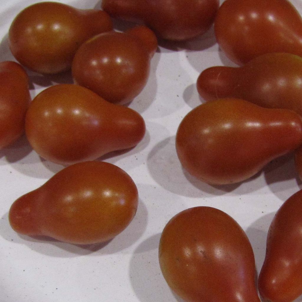Tomate Poire rouge - Solanum lycopersicum 