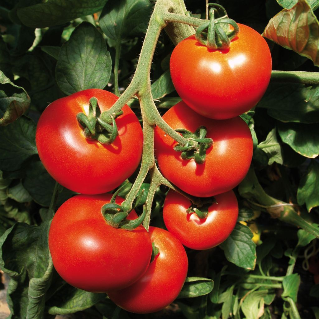 Tomate Previa F1 - Solanum lycopersicum 