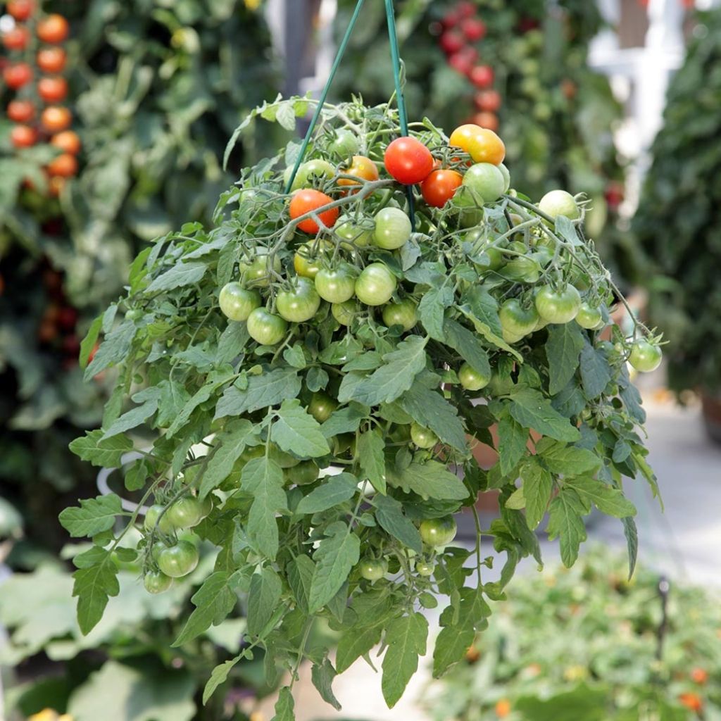 Graines de Tomate cerise Red Profusion F1