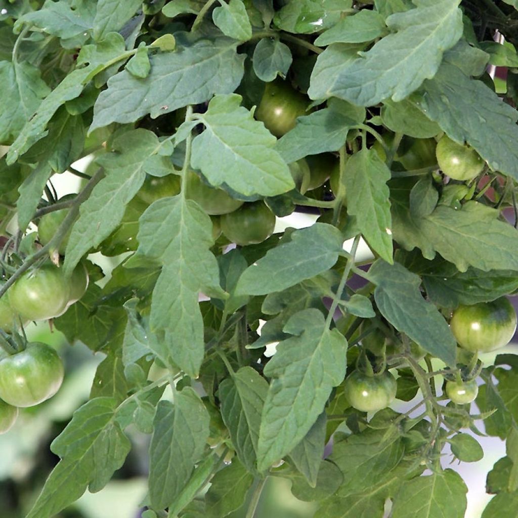 Graines de Tomate cerise Red Profusion F1