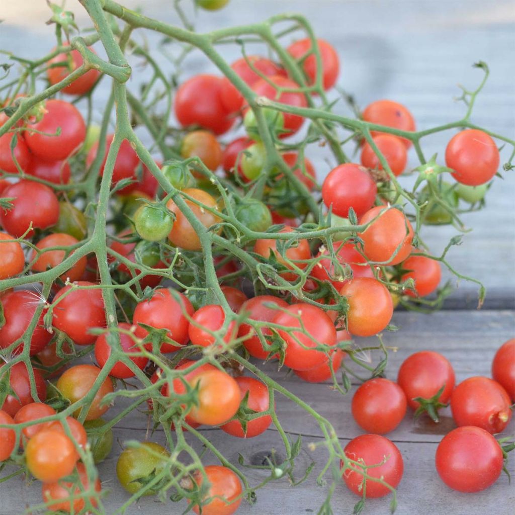 Tomate Rose Quartz Multiflora Bio - Ferme de Sainte Marthe