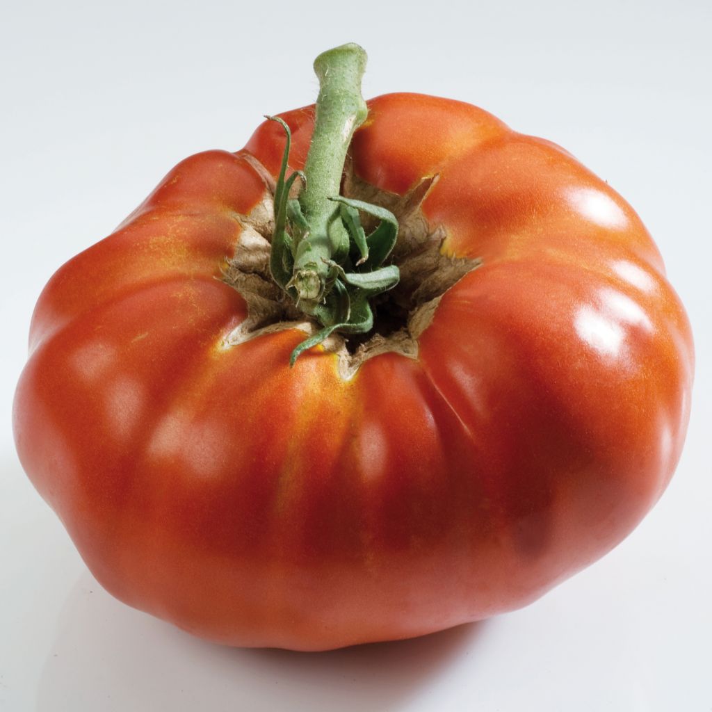 Tomate Russe rouge - Tomate ancienne - Plants de tomate