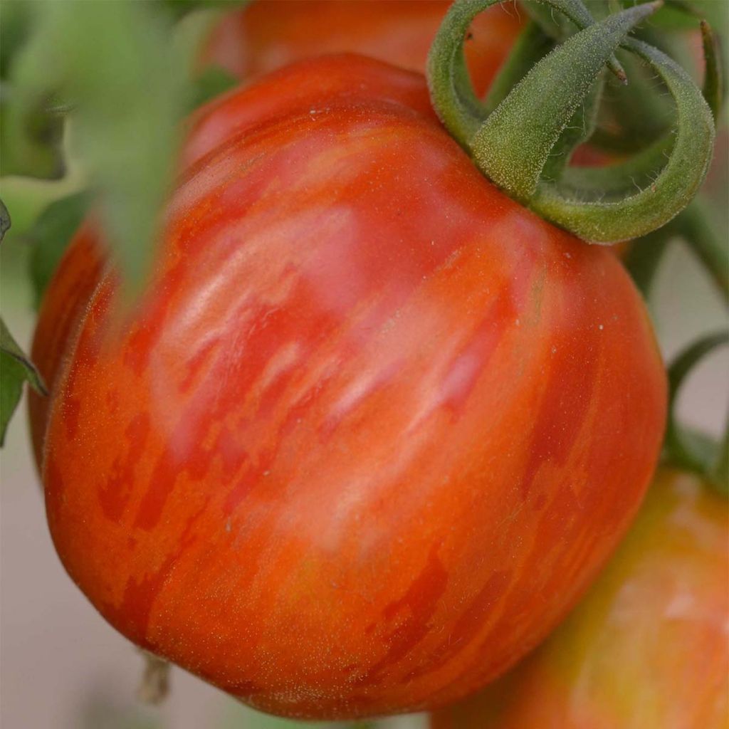 Tomate Striped Stuffer Bio - Ferme de Sainte Marthe