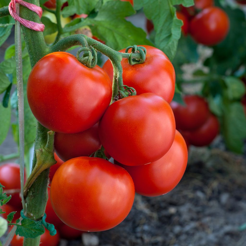 Tomate Summer Frolic F1 - Tomate Grappe Graines