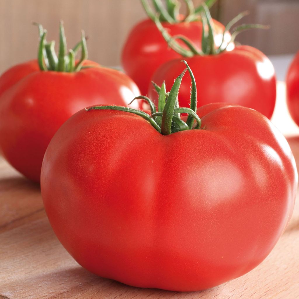Tomate Supersteak F1 - Solanum lycopersicum 