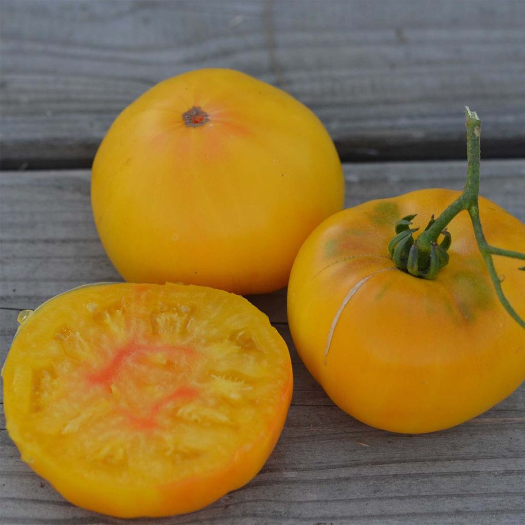 Tomate TC Jones Bio - Ferme de Sainte Marthe