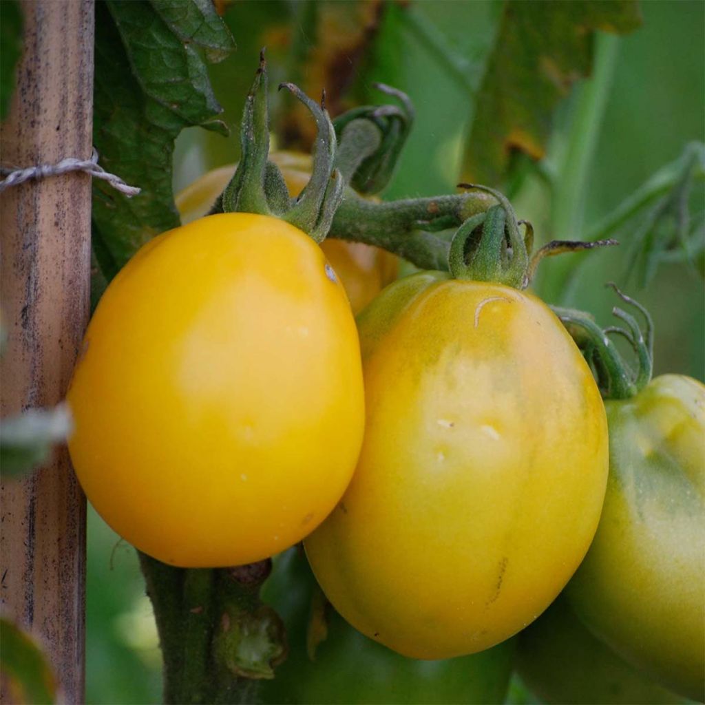 Tomate Téton de Venus jaune Bio - Ferme de Sainte Marthe