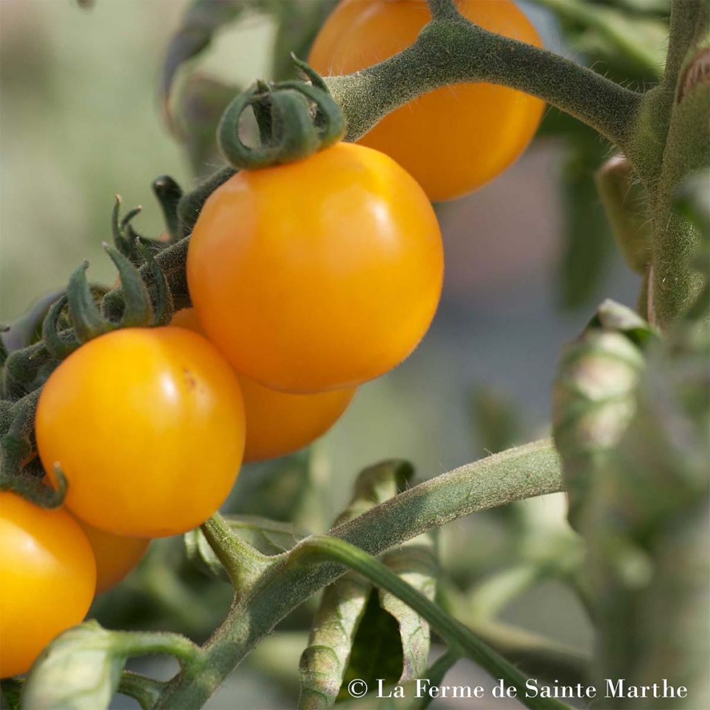 Tomate Tangerine Bio - Ferme de Sainte Marthe 