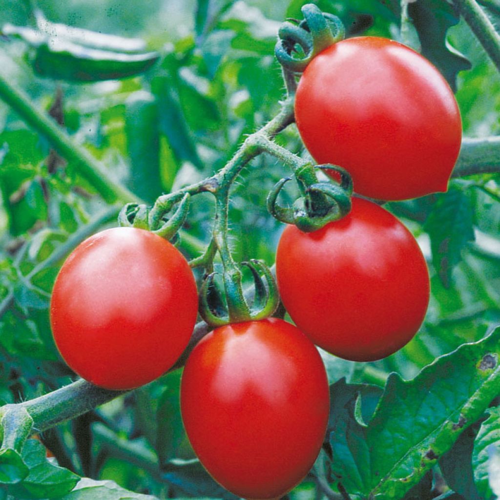 Tomate ancienne Cerisette Brin de Muguet - Solanum lycopersicum 