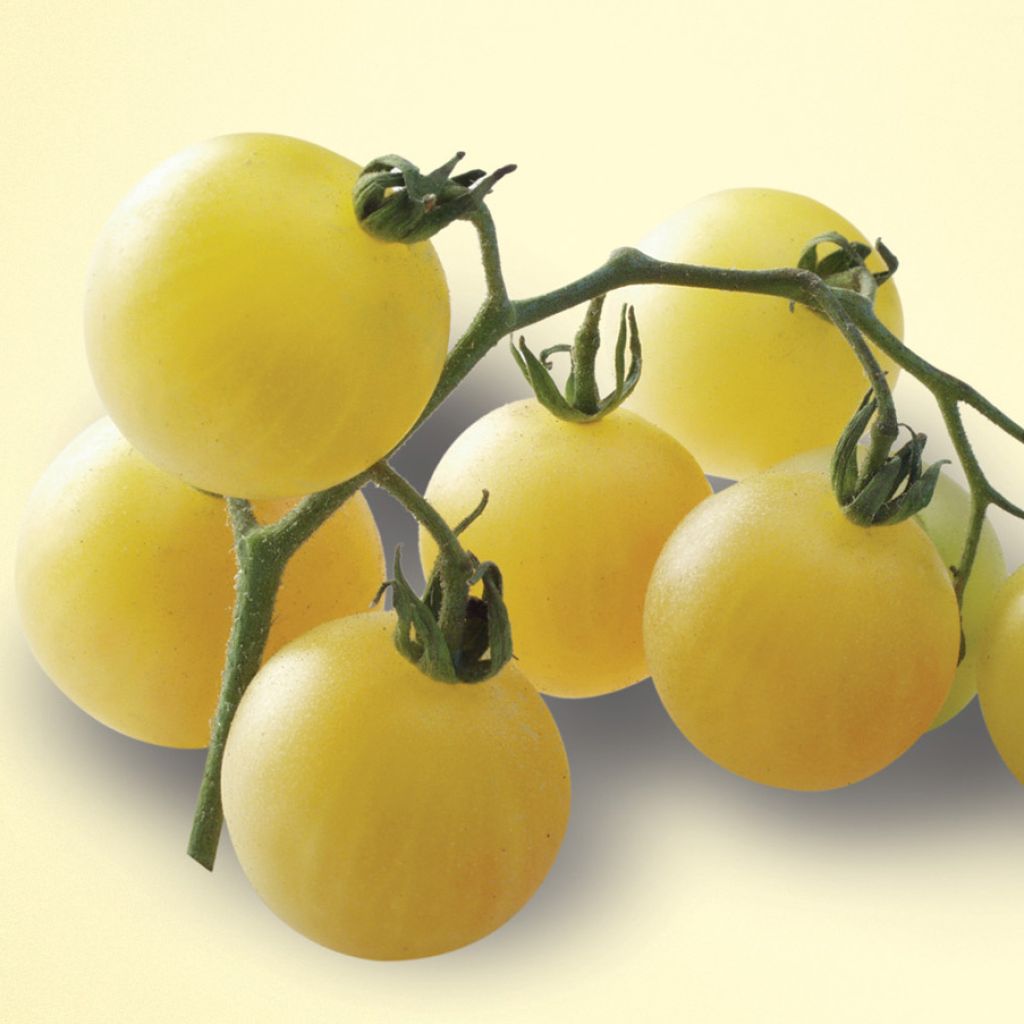 Tomate ancienne Mirabelle Blanche - Solanum lycopersicum