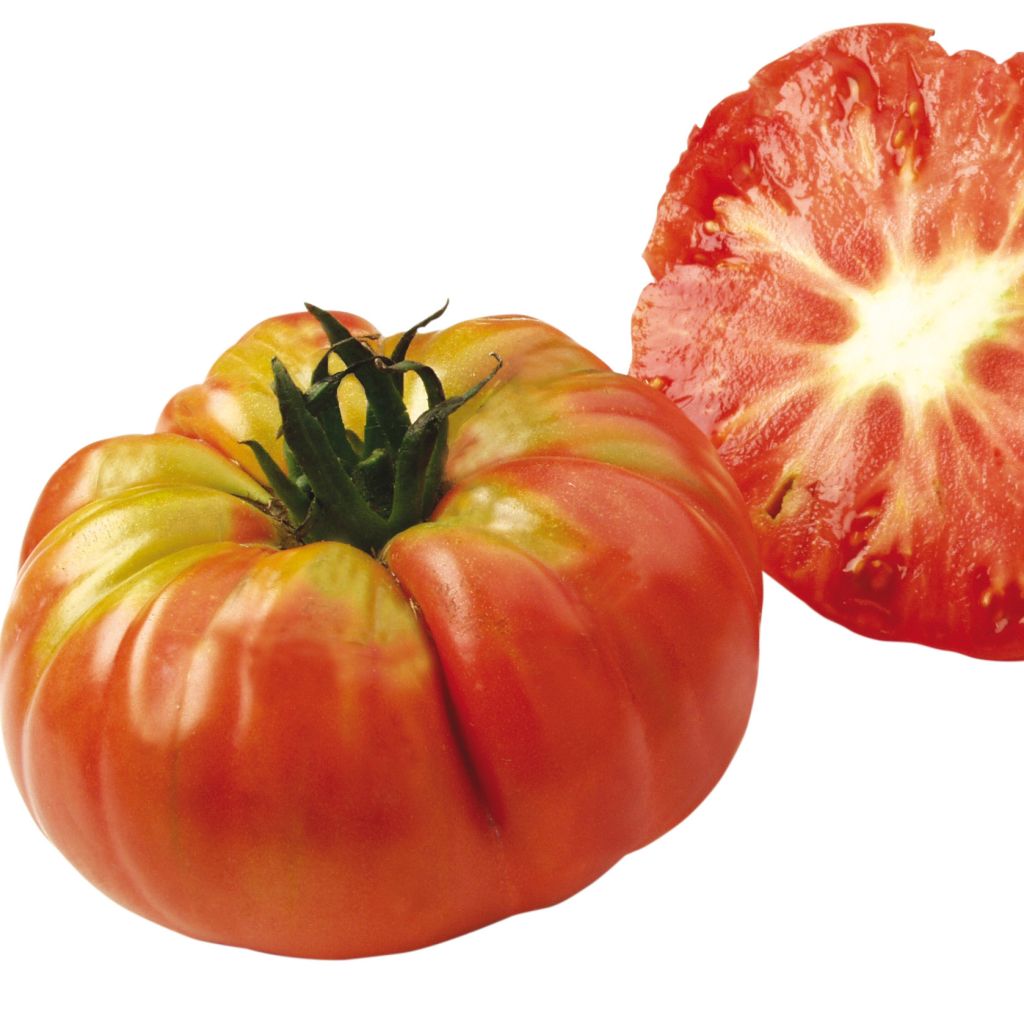 Tomate Potiron Ecarlate - Solanum lycopersicum 