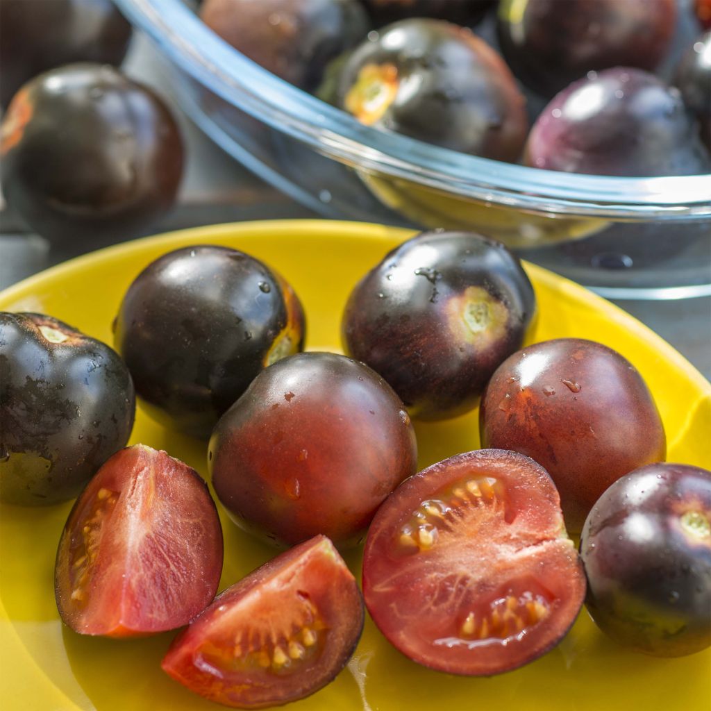 Tomate cerise Cherry Pearl en plants