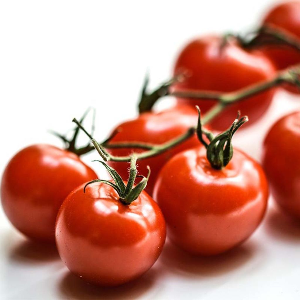 Poivron Sweetmie Red en plants