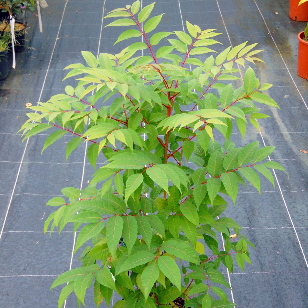 Toona sinensis Flamingo - Acajou de Chine