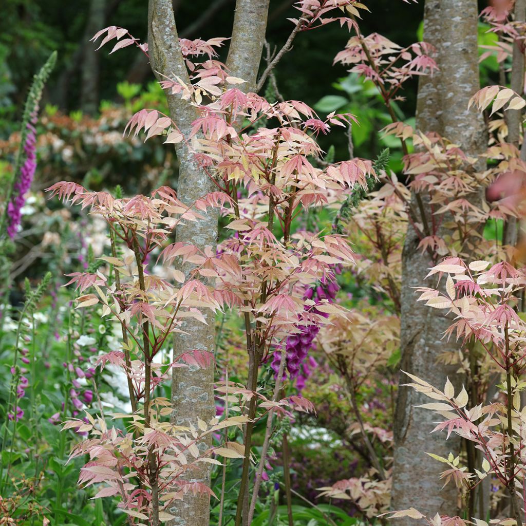 Toona sinensis Flamingo - Acajou de Chine