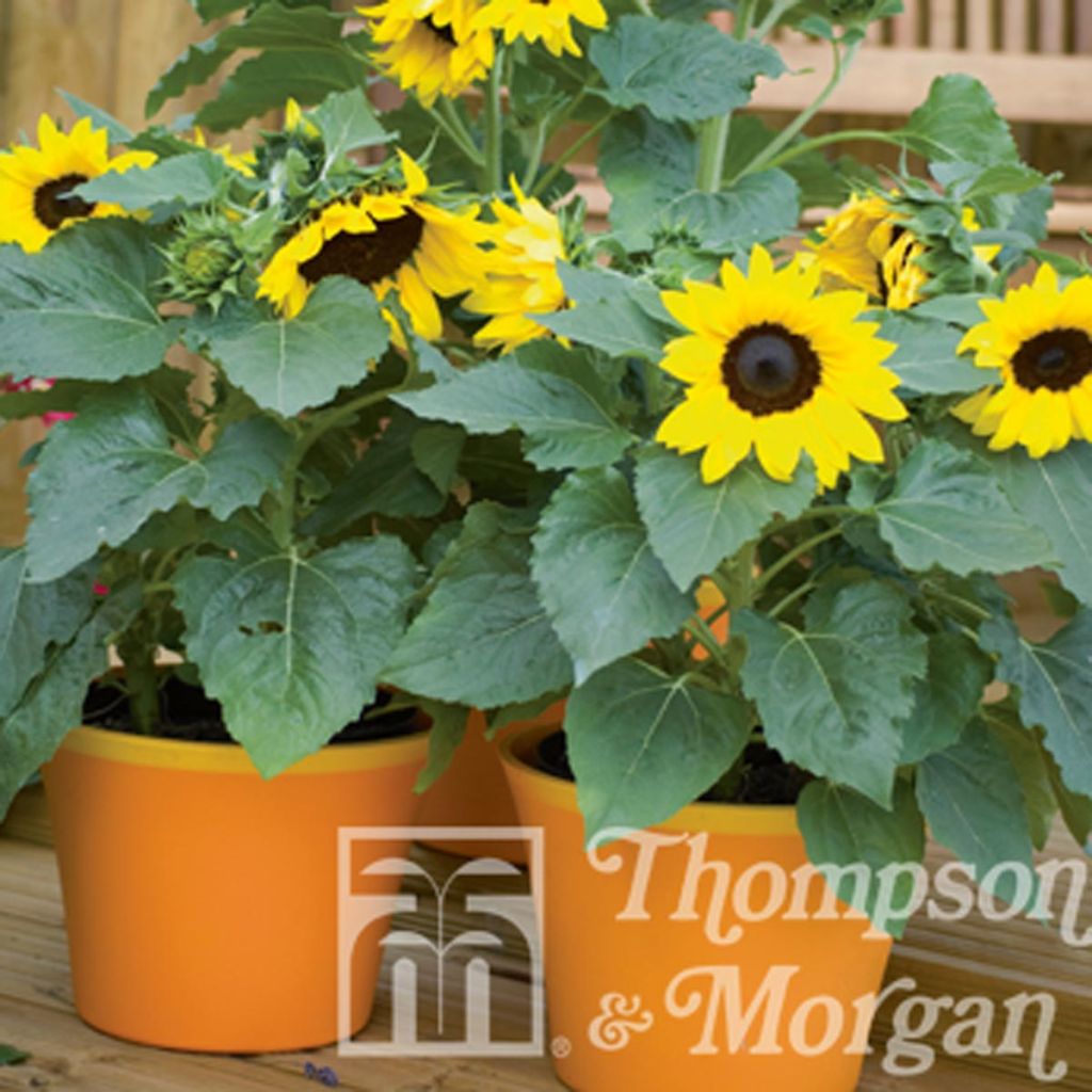 Tournesol nain Choco Sun - Helianthus annuus 