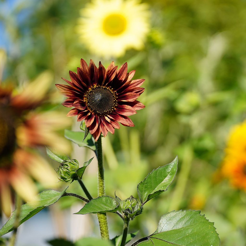 Tournesol nain Ms. Mars - Helianthus annuus Graines