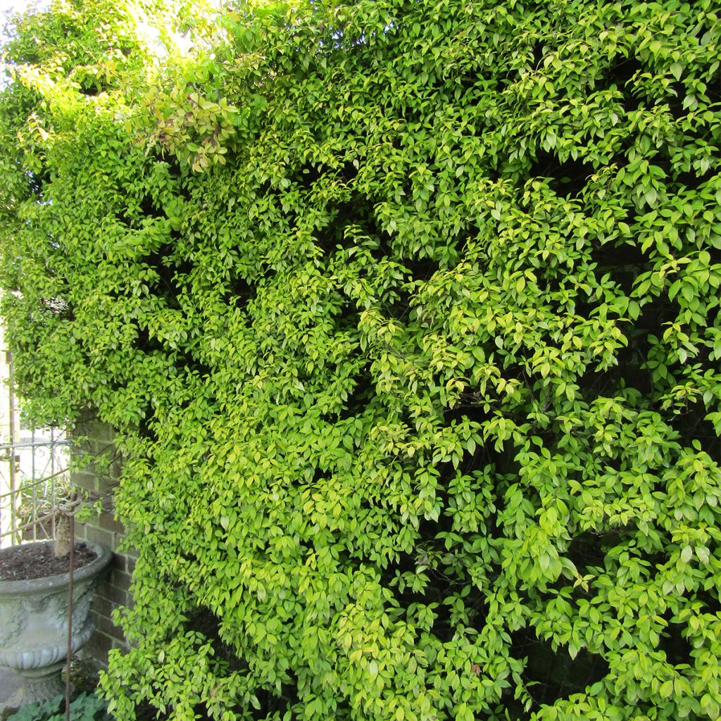 Trachelospermum asiaticum Golden Memories livré en hauteur 60/120 cm en pot de 3l/4l