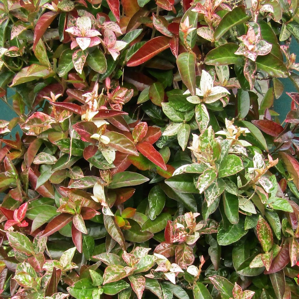 Trachelospermum asiaticum Goshiki Chirimen