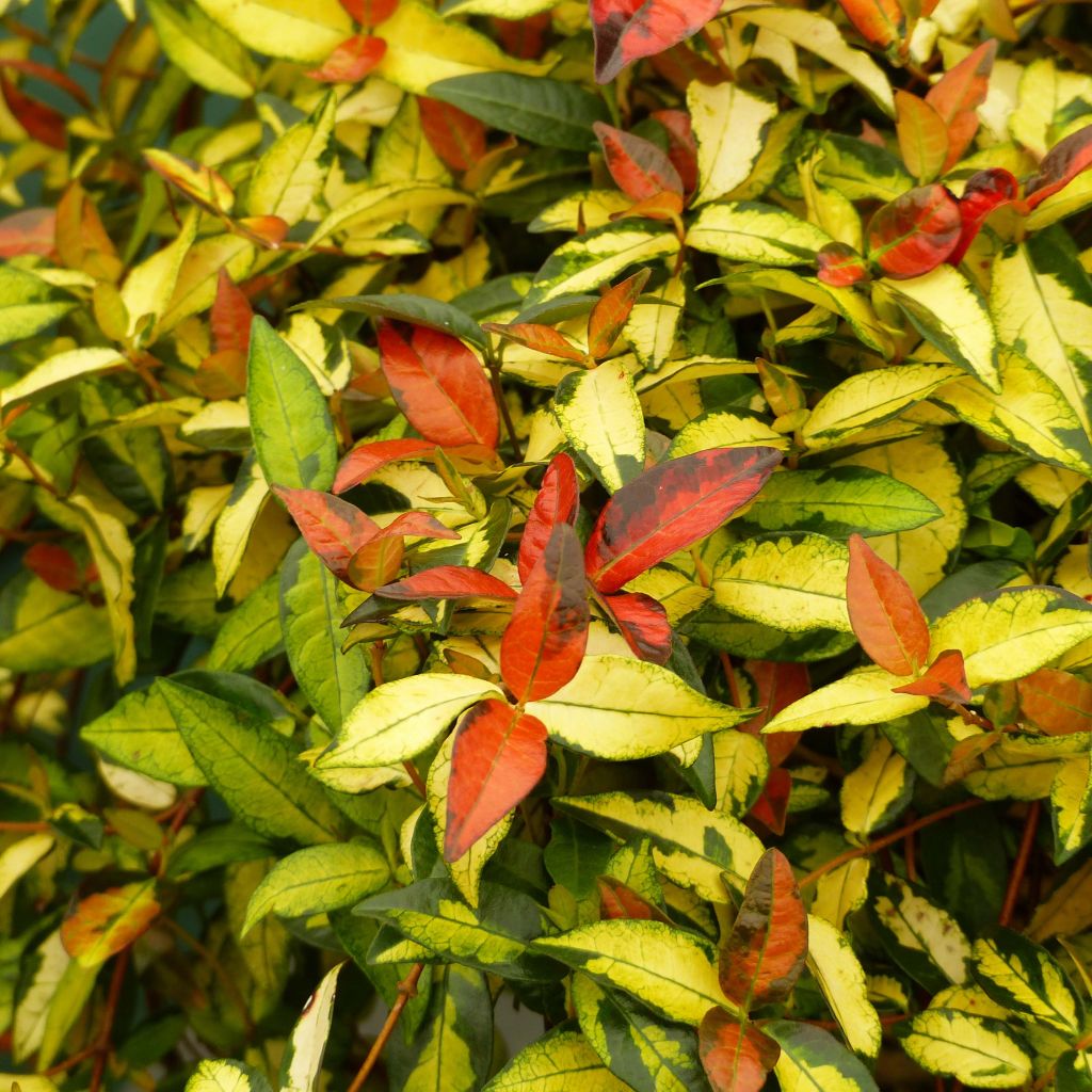 Trachelospermum asiaticum Ogon-Nishiki - Jasmin étoilé