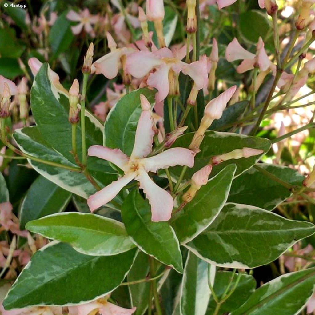 Trachelospermum asiaticum Star of Milano - Jasmin étoilé