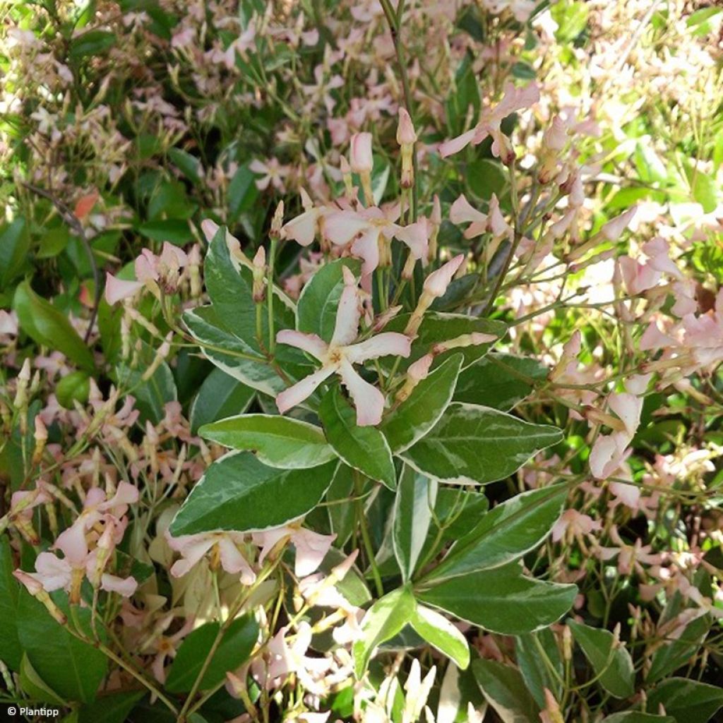 Trachelospermum asiaticum Star of Milano - Jasmin étoilé