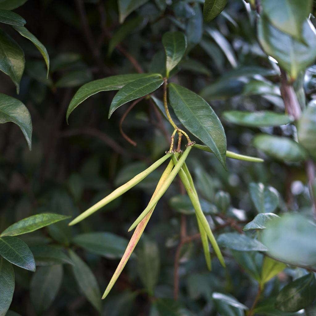 Trachelospermum asiaticum Chili & Vanilla - Faux-jasmin