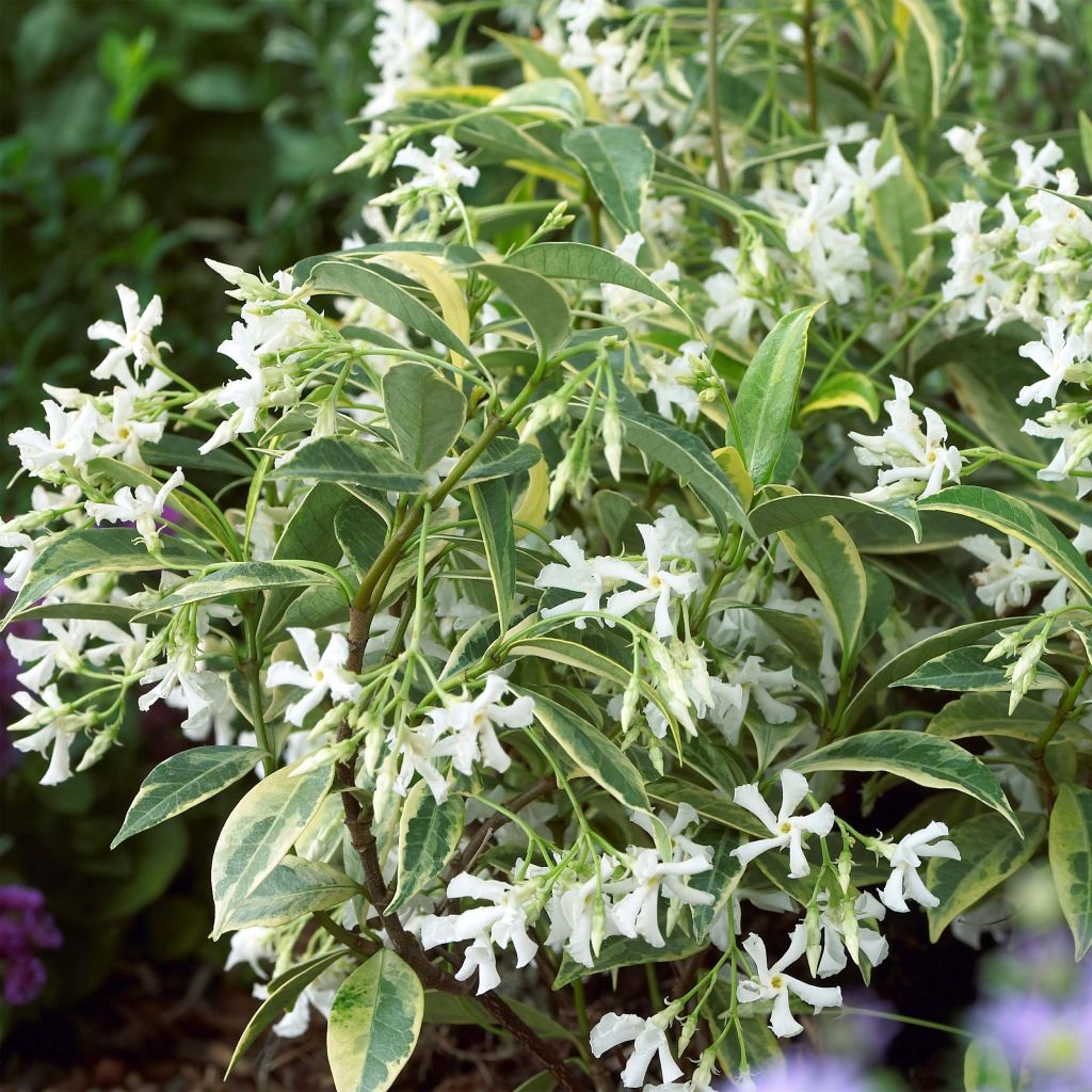 Trachelospermum jasminoides Sun Lover - Jasmin étoilé