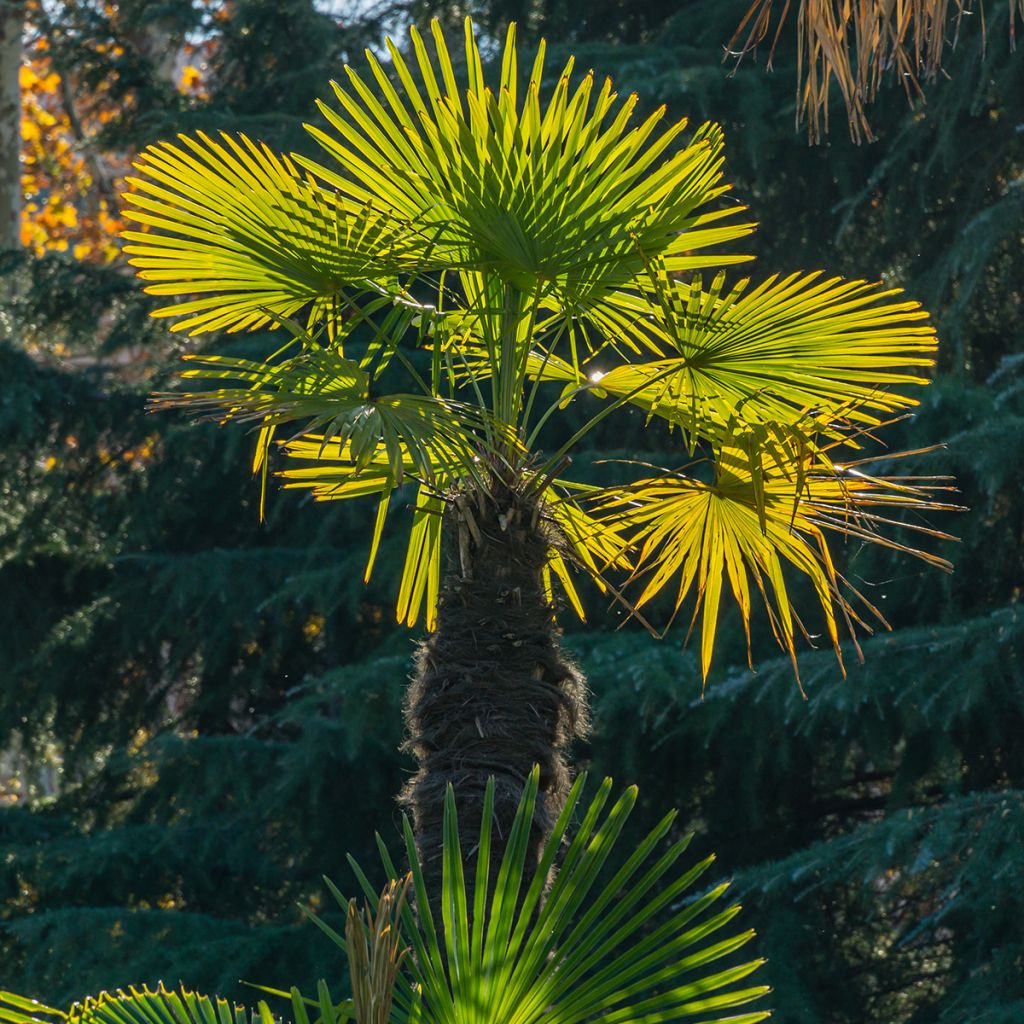 Palmier Trachycarpus fortunei  Arbustes - Meilland Richardier