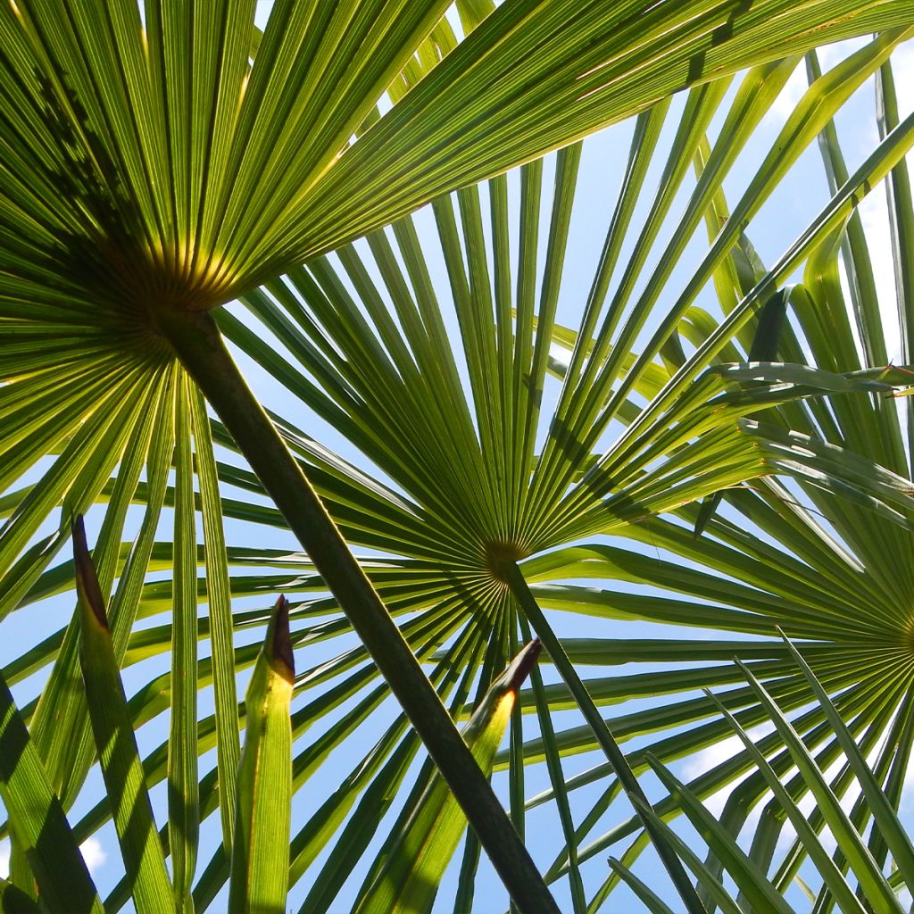 Palmier de Chine - Trachycarpus fortunei 