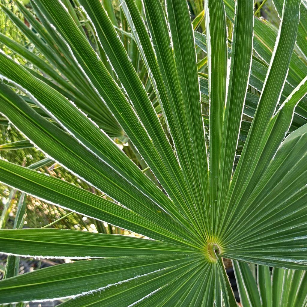 Protection hivernale du Trachycarpus fortunei en zone 7