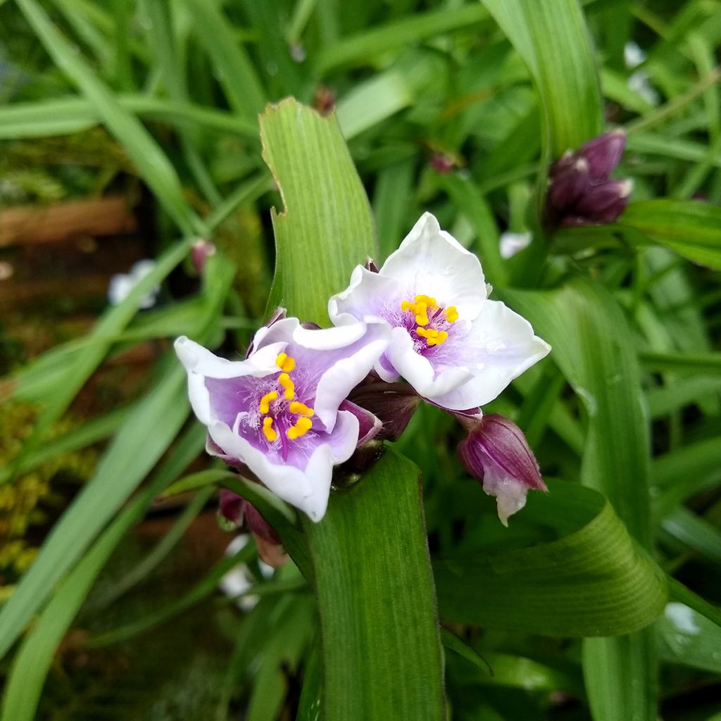 Ephémère de Virginie - Tradescantia andersoniana Bilberry Ice