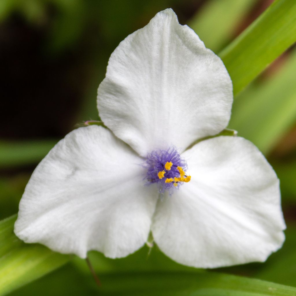 Ephémère de Virginie - Tradescantia andersoniana Osprey