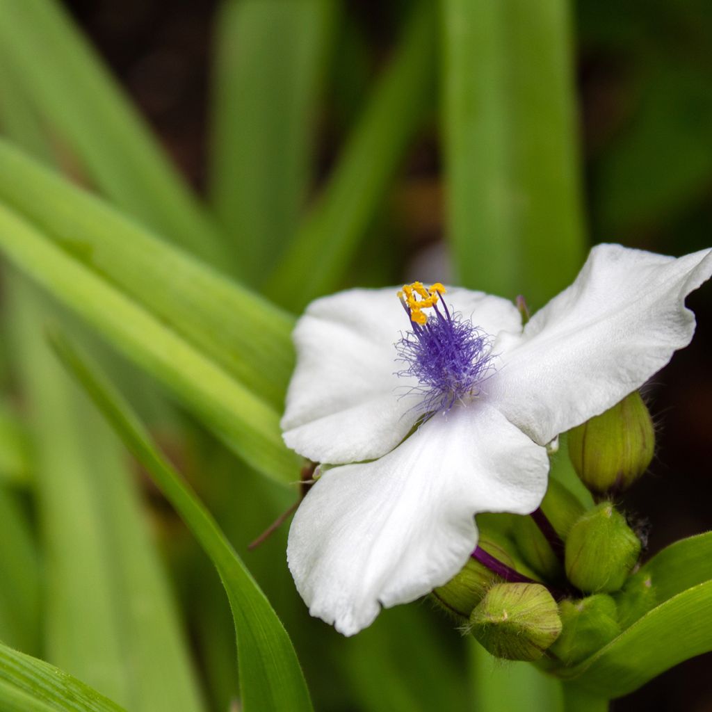 Ephémère de Virginie - Tradescantia andersoniana Osprey