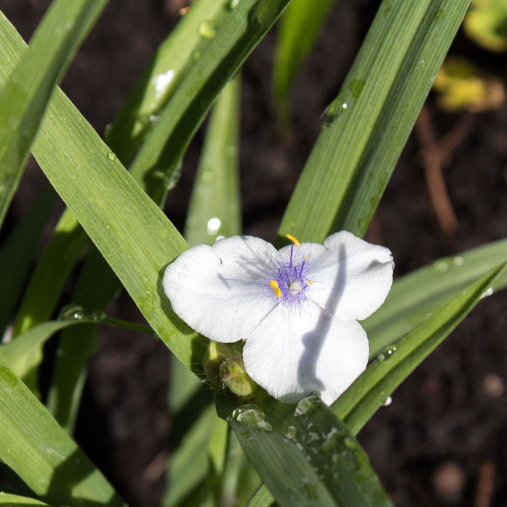 Ephémère de Virginie - Tradescantia andersoniana Osprey